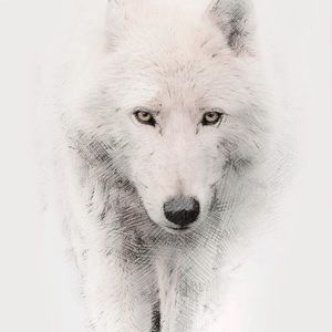 Meet your Posher, Josh